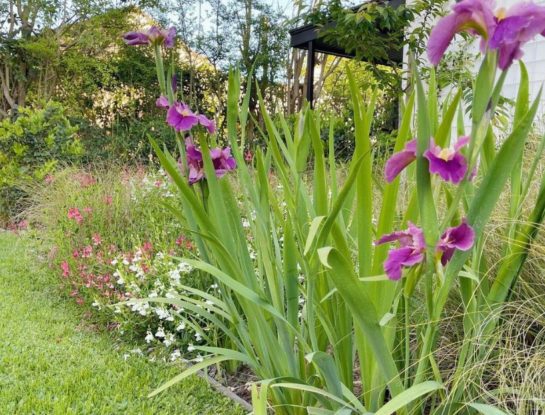 Iris Lousiana: una delicada planta para canteros que florece durante toda la primavera