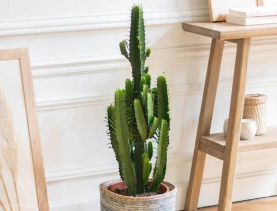Euphorbia trigona: así es la suculenta tendencia deco 2023