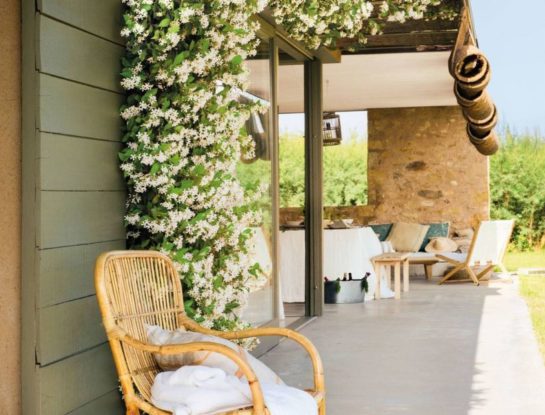 Temporada de jazmines: 5 variedades fáciles de cuidar, perfectas para perfumar y decorar el jardín
