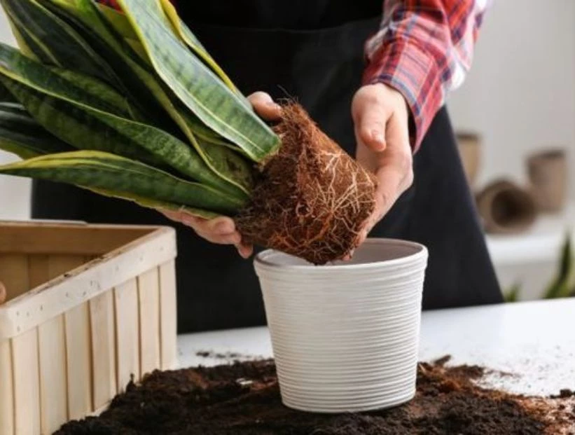 Trucos de jardinería: cómo curar y revitalizar la tierra vieja de tus macetas
