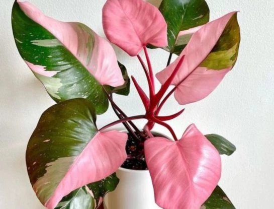 Philodendron "Pink Princess": la delicada planta de interior que todos quieren tener en su casa