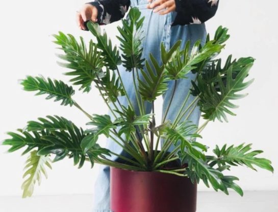 Filodendro xanadu: una planta de interior muy decorativa y fácil de cuidar que puede crecer en ambientes con poca luz