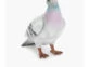 Sobre con forma de paloma de JW Anderson. Foto: web.