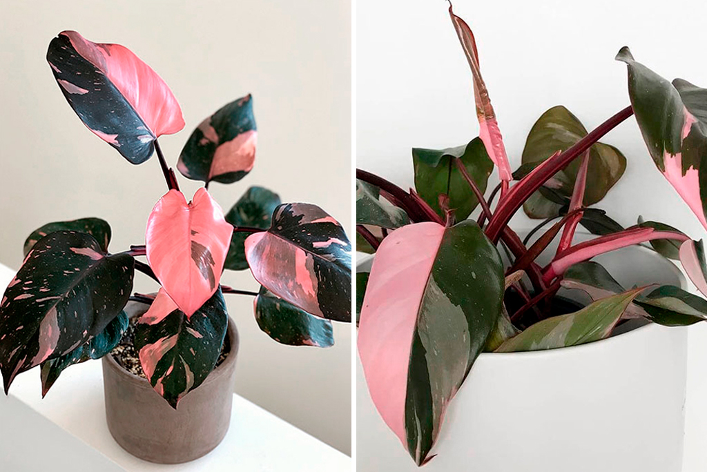 Philodendron 