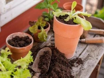 Trucos de jardinería: cómo curar y revitalizar la tierra vieja de tus macetas