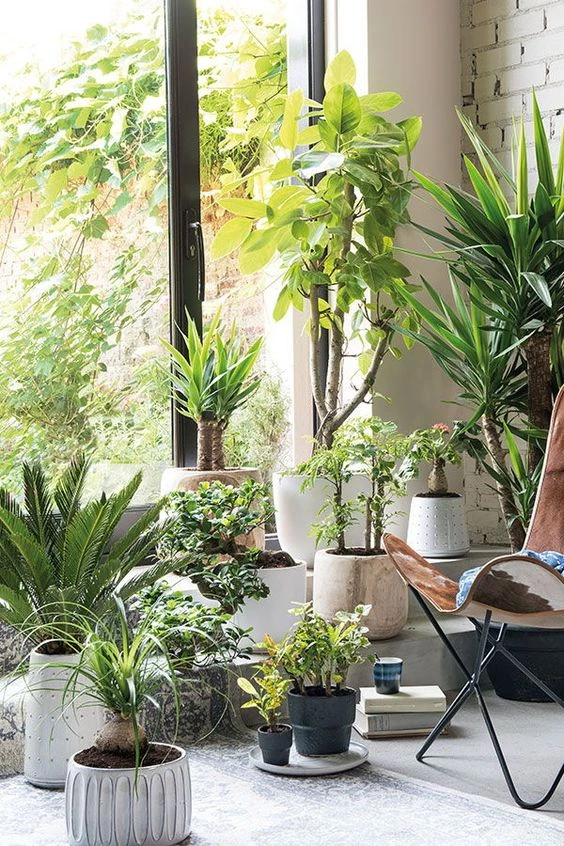 Una solución sencilla: 10 plantas que pueden absorber la humedad de la casa