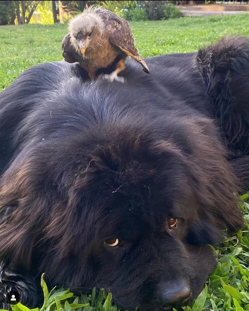 Perro de Facundo Arana con pichón