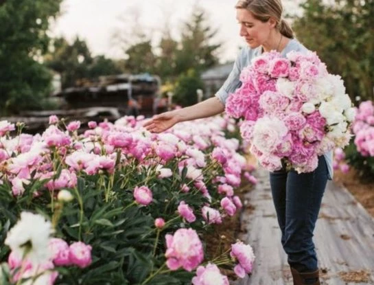 Temporada de peonías: la flor más romántica y esperada del año