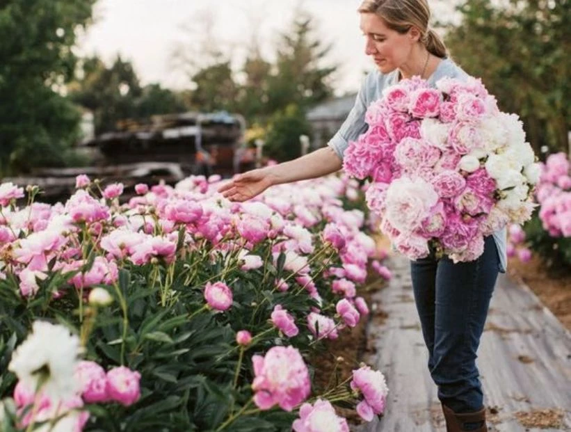 Temporada de peonías