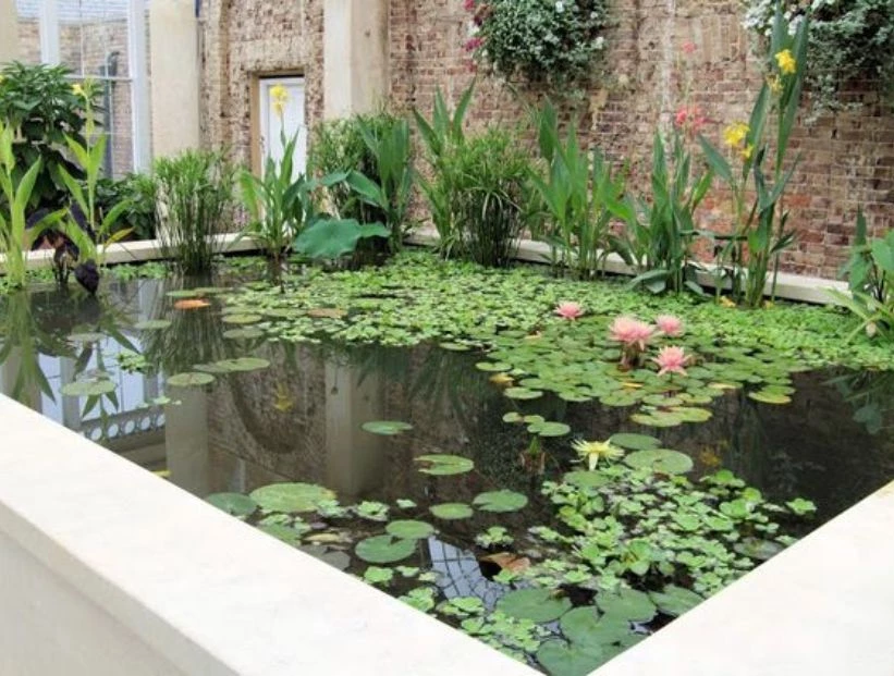 PLANTAS ACUATICAS PARA ESTANQUES