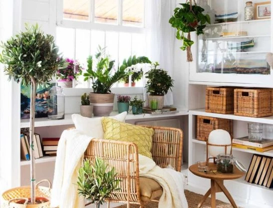 5 plantas de interior todoterreno que están de moda y son ideales para principiantes