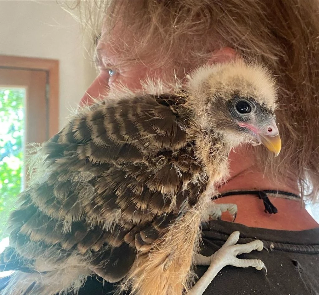 Facundo-Arana-con-pichoncito