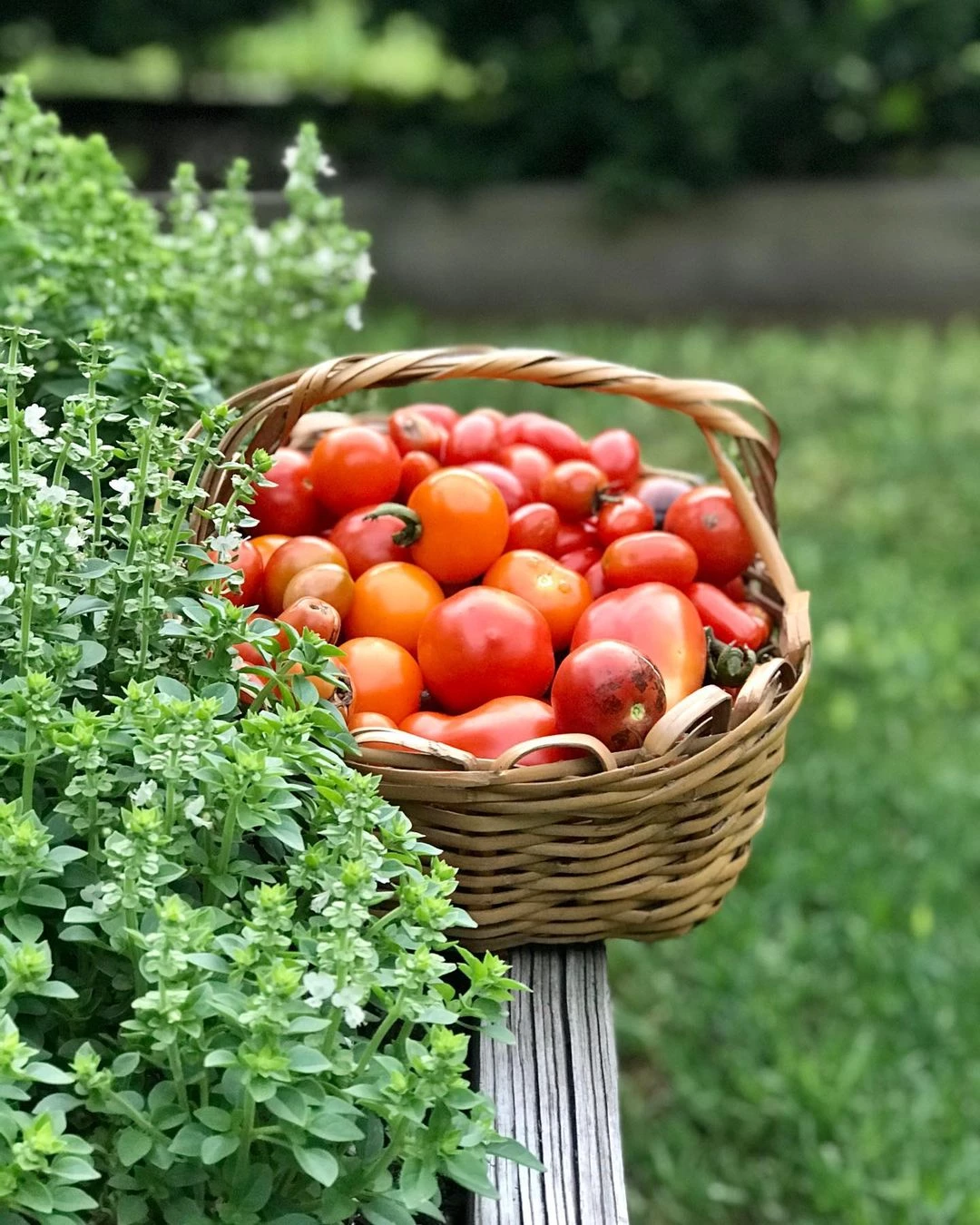 tips de la experta Clara Billoch para que los tomates de la huerta crezcan con más fuerza