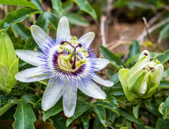 Flor de la pasión: la planta medicinal más original para decorar tu jardín y atraer colibríes