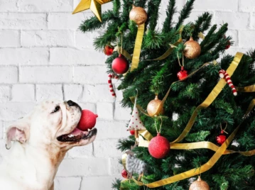 6 consejos para mantener seguras a nuestras mascotas durante las Fiestas