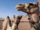 Qué es el "virus del camello", la extraña gripe que habría afectado a jugadores de la selección de Francia