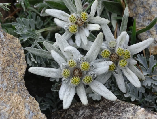 Conocé la flor de las nieves, el antioxidante natural más poderoso