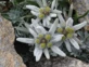 Conocé la flor de las nieves, el antioxidante natural más poderoso