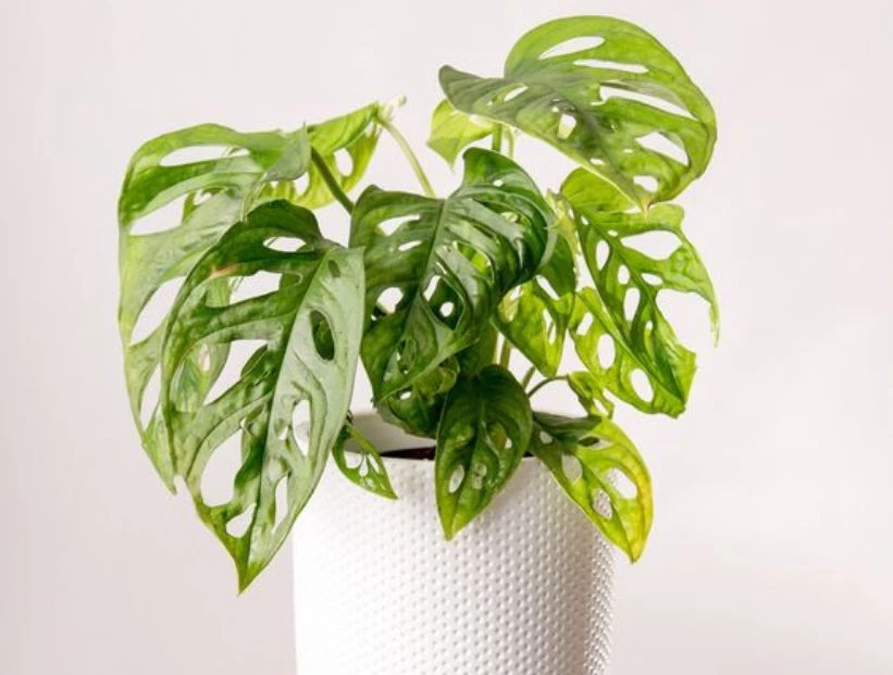 Monstera adansonii: la llamativa planta de interior que está de moda y es fácil de cuidar