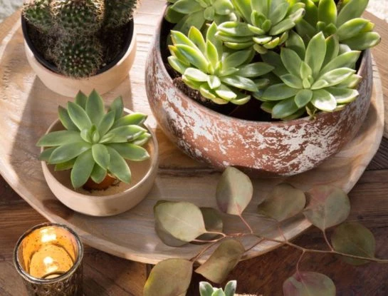 Feng Shui: 7 plantas que atraerán el dinero y la buena suerte en 2023