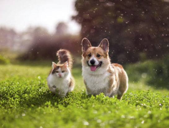 Ola de calor: cómo cuidar a perros y gatos de las altas temperaturas