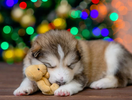 Navidad y pirotecnia: qué hacer para que las mascotas no sufran en las Fiestas
