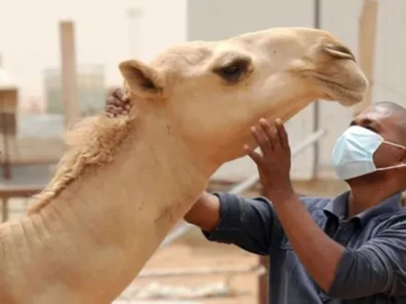 Qué pasa con el virus del camello