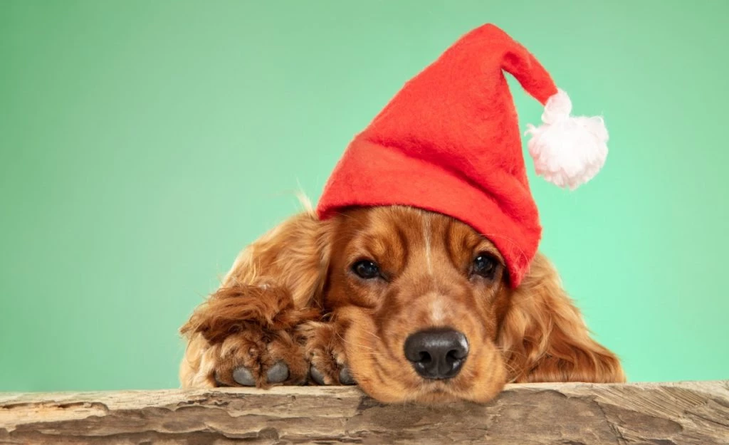 6 consejos para mantener seguras a nuestras mascotas durante las Fiestas