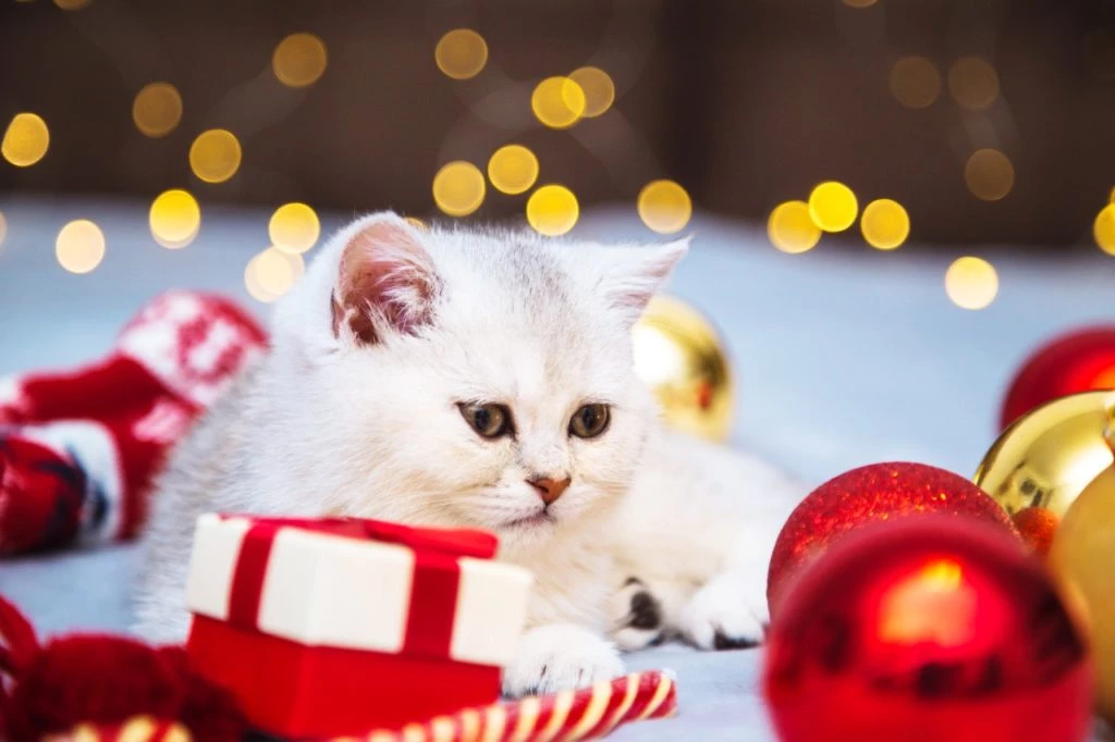 6 consejos para mantener seguras a nuestras mascotas durante las Fiestas