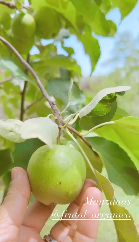 Agustina Cherri sorprendió con los avances de sus árboles frutales
