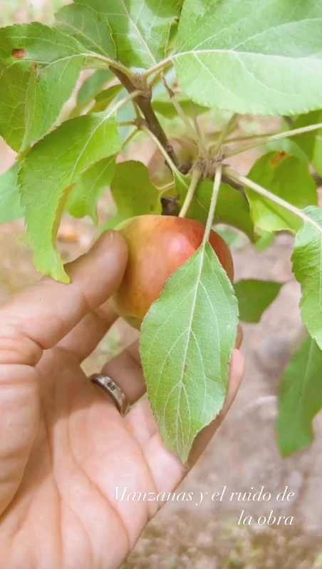 Agustina Cherri sorprendió con los avances de sus árboles frutales
