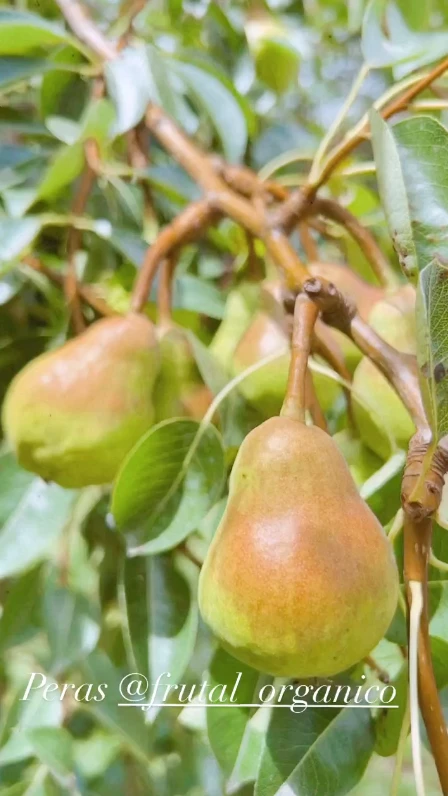 Agustina Cherri sorprendió con los avances de sus árboles frutales