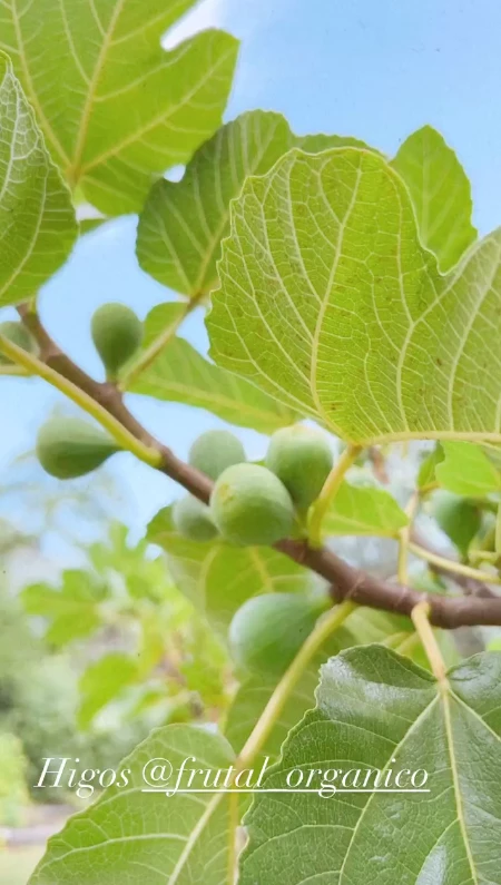 Agustina Cherri sorprendió con los avances de sus árboles frutales