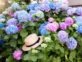 Temporada de hortensias: cómo cuidar y potenciar el color de la flor más romántica