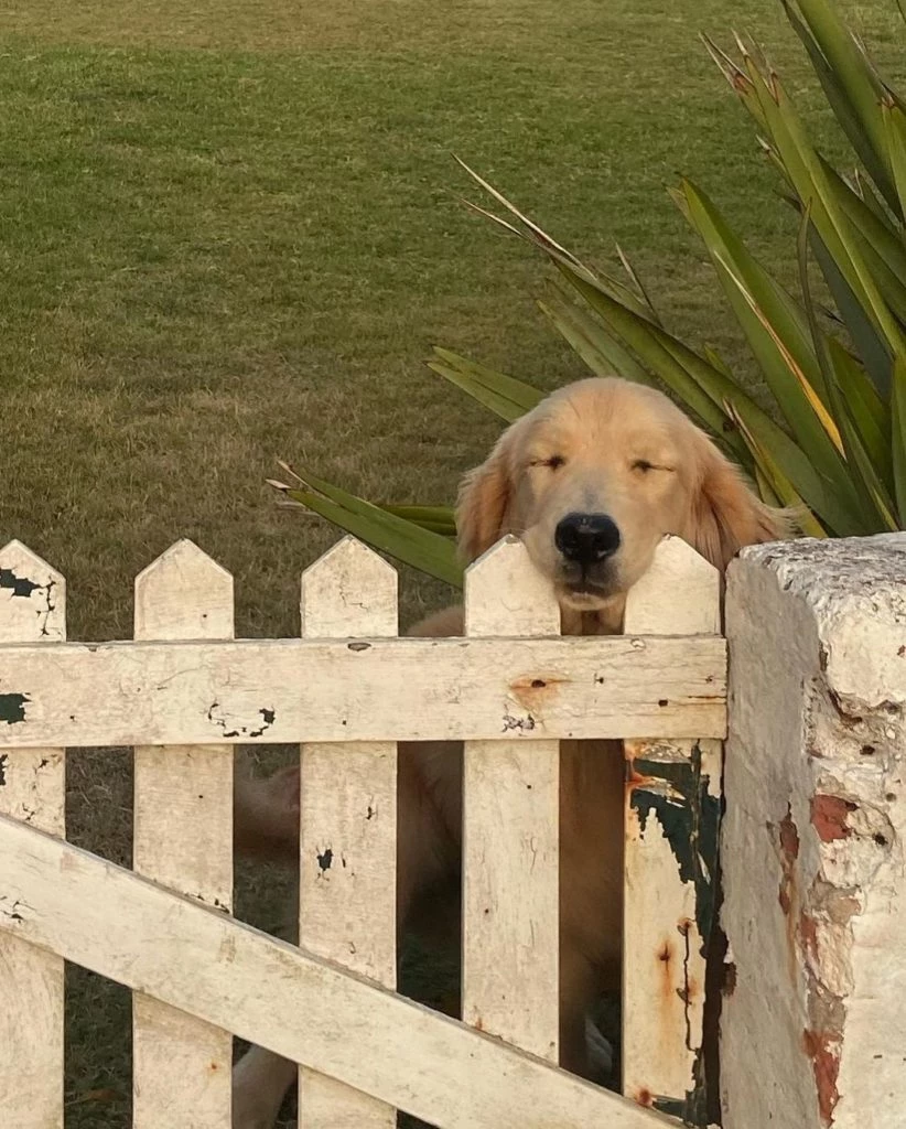 Ámbar de Benedictis