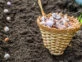 Huerta en casa: cómo plantar ajos paso a paso