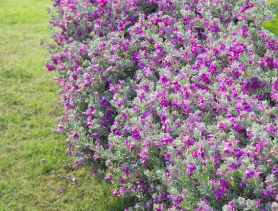 Cenizo: el arbusto todo terreno ideal para decorar jardines rústicos o cercanos al mar
