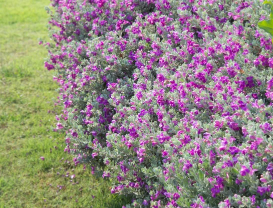 Cenizo: el arbusto todo terreno ideal para decorar jardines rústicos o cercanos al mar