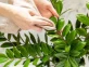 Trucos de jardinería: cómo hacer un abrillantador casero para darle brillo a las hojas de tus plantas