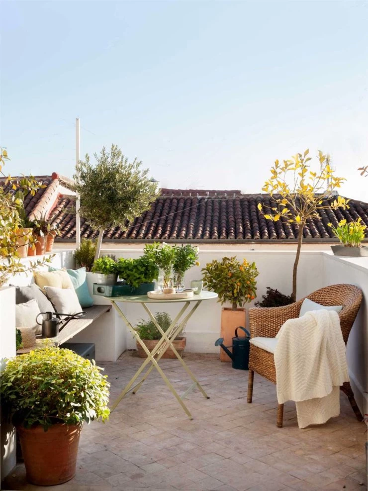 5 árboles que están de moda y podés cultivar en tu balcón terraza Revista Para Ti