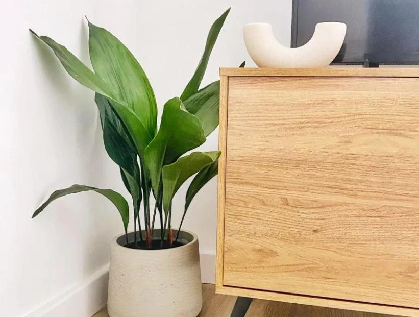 Aspidistra: la planta perfecta para principiantes y zonas con poca luz
