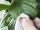 Trucos de jardinería: cómo darle brillo a las hojas de tus plantas