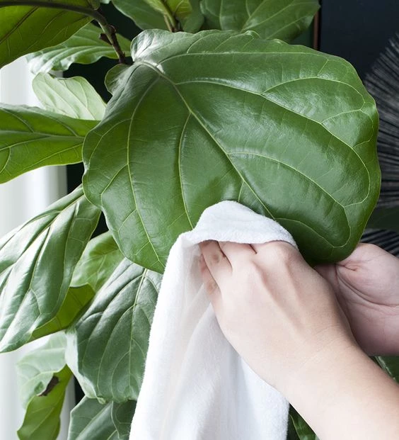 Trucos de jardinería: cómo darle brillo a las hojas de tus plantas