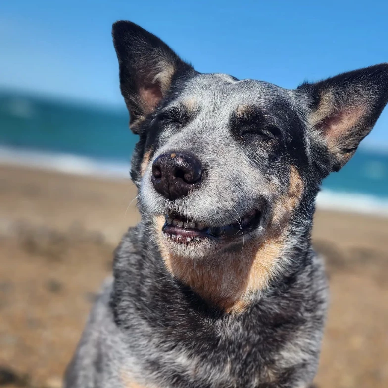 Tota, la perra de Juana Viale