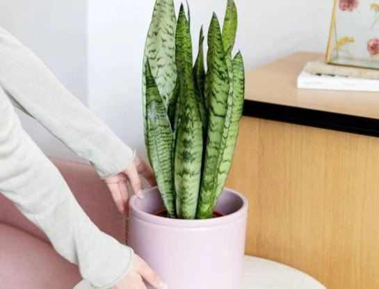 Feng Shui: dónde colocar la sansevieria para atraer la buena suerte y evitar las malas energías
