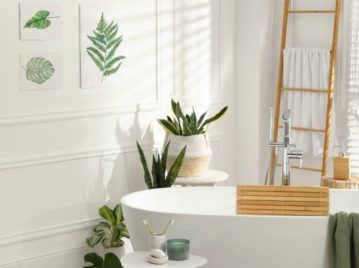 Las mejores plantas para tener en el baño y absorber los malos olores