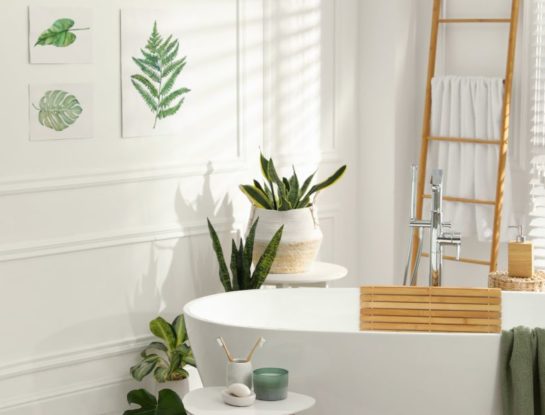 Las mejores plantas para tener en el baño y absorber los malos olores