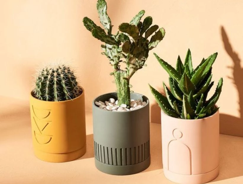 Trucos de jardinería: cómo mejorar el drenaje de tus plantas