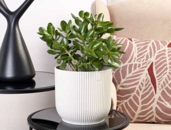 Árbol de jade: la mejor planta para atraer el dinero, según el Feng Shui