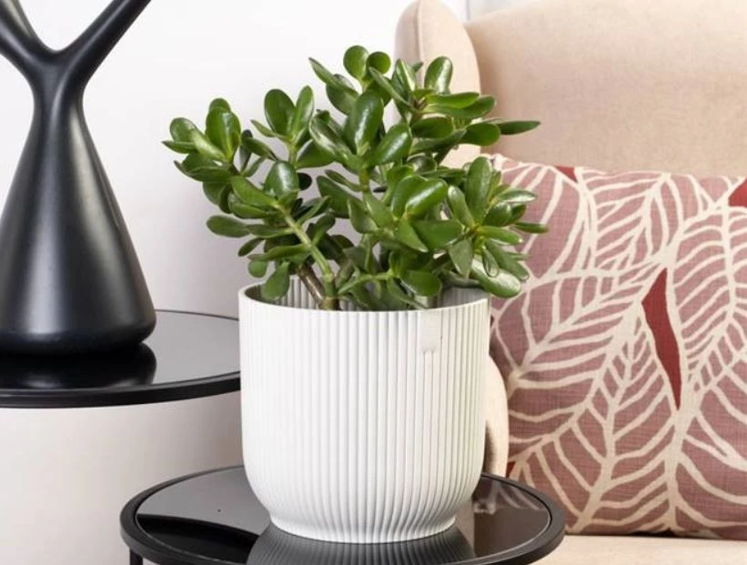 Árbol de jade: la mejor planta para atraer el dinero, según el Feng Shui